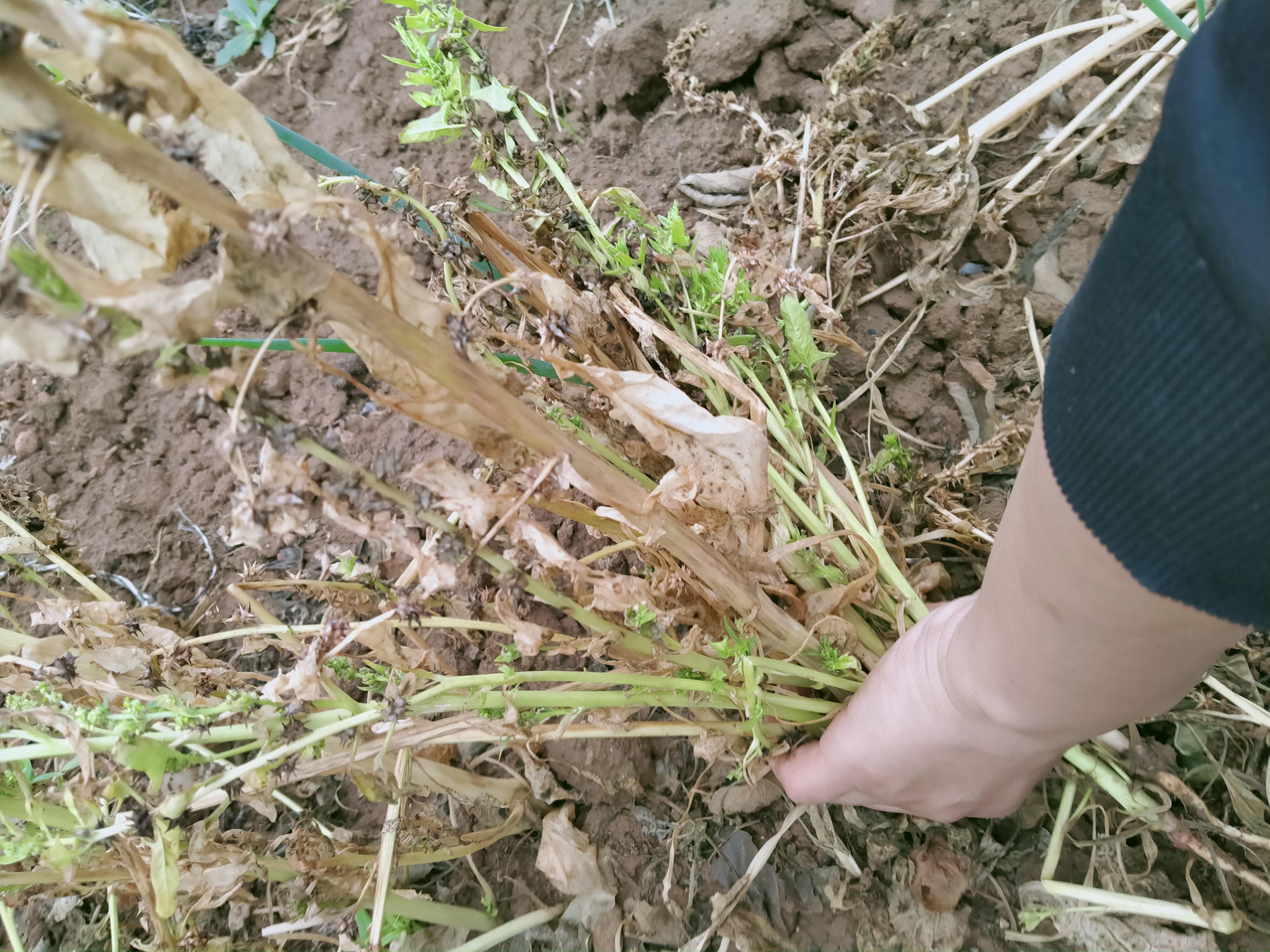 鄭西小米哥和全家人一起回老家種紅薯